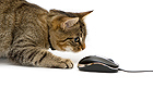 cat mouse